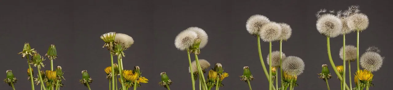 dandelion, seed stand, development-5064638.jpg